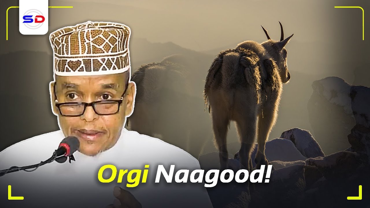 Orgi Naagood! Qiso Geel Jire Somali ah oo U Markhaati Furay Aayad Qur`aan | Sh Maxmamed Ismaaciil