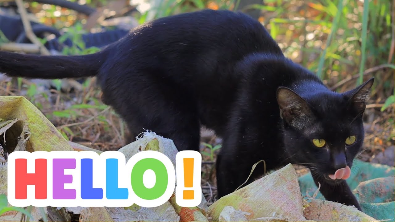 Finding some food #cat #entertaininganimals