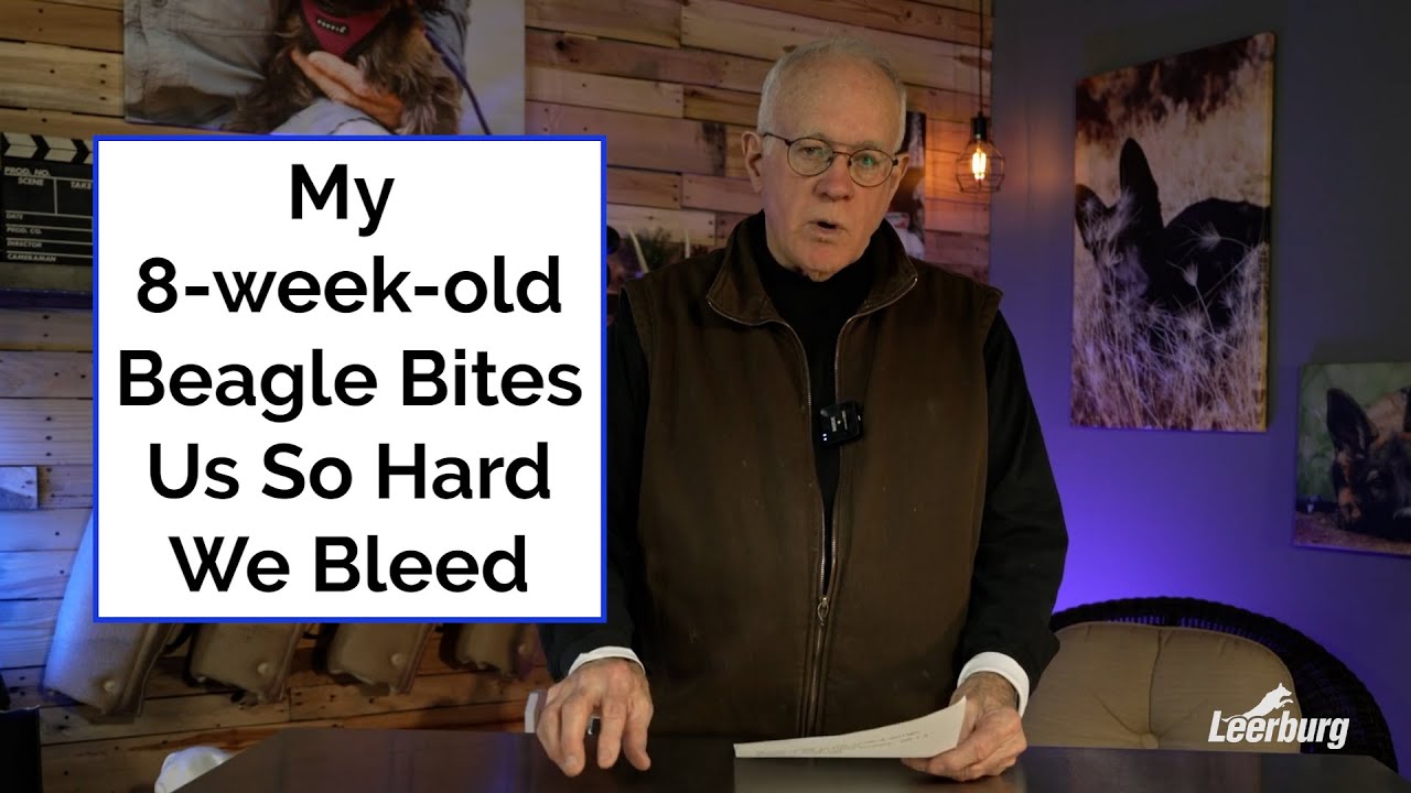 My 8-Week-Old Beagle Bites So Hard We Bleed