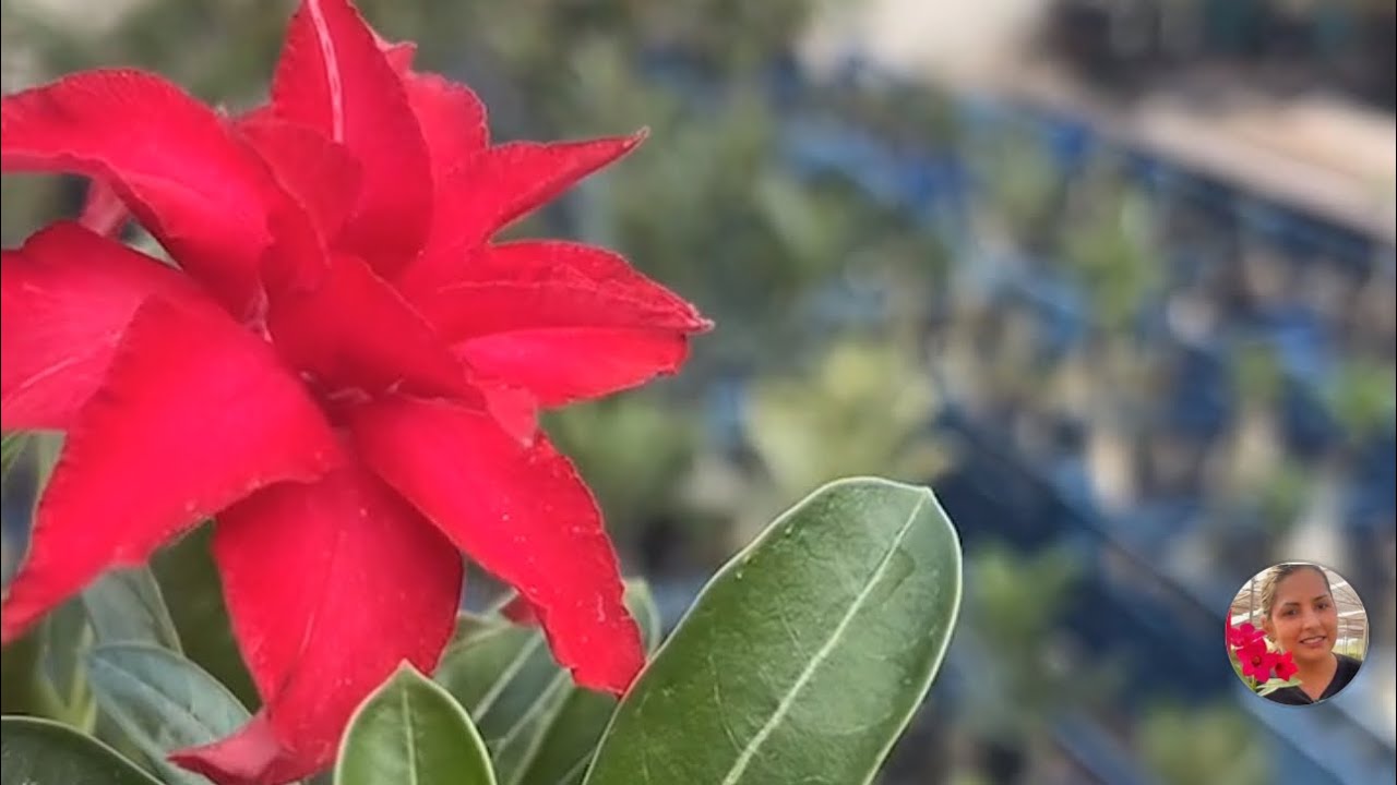 Mostrando as cores floridas e disponíveis de hj … saibo o ID de cada uma