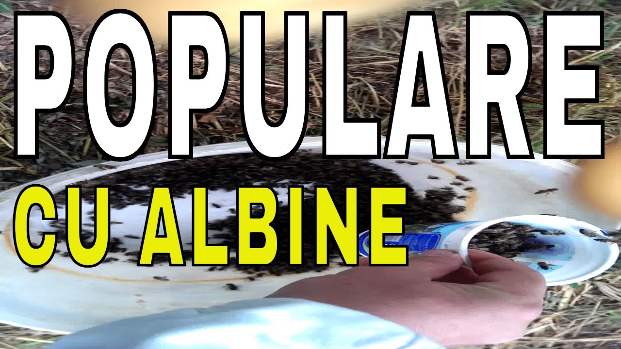 Populare micronuclee imperechere - Apicultura la noi acasa VLOG 40