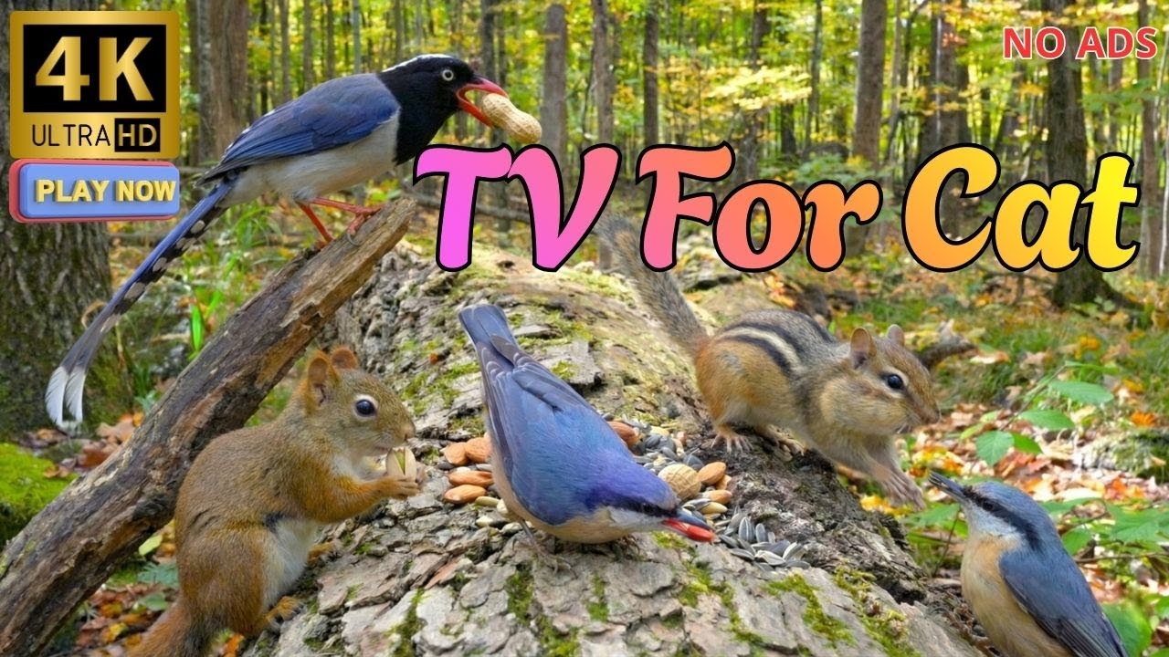 Cat TV for Cats to Watch 🐦 A Forest Full of Cute Birds – Non-Stop Adventure!