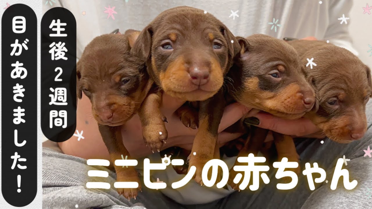 ミニピンの赤ちゃん★しょぼしょぼの目で世界と対面🌍やったーーー！！！#ミニチュアピンシャー #子犬 #minipin #dogbirth 