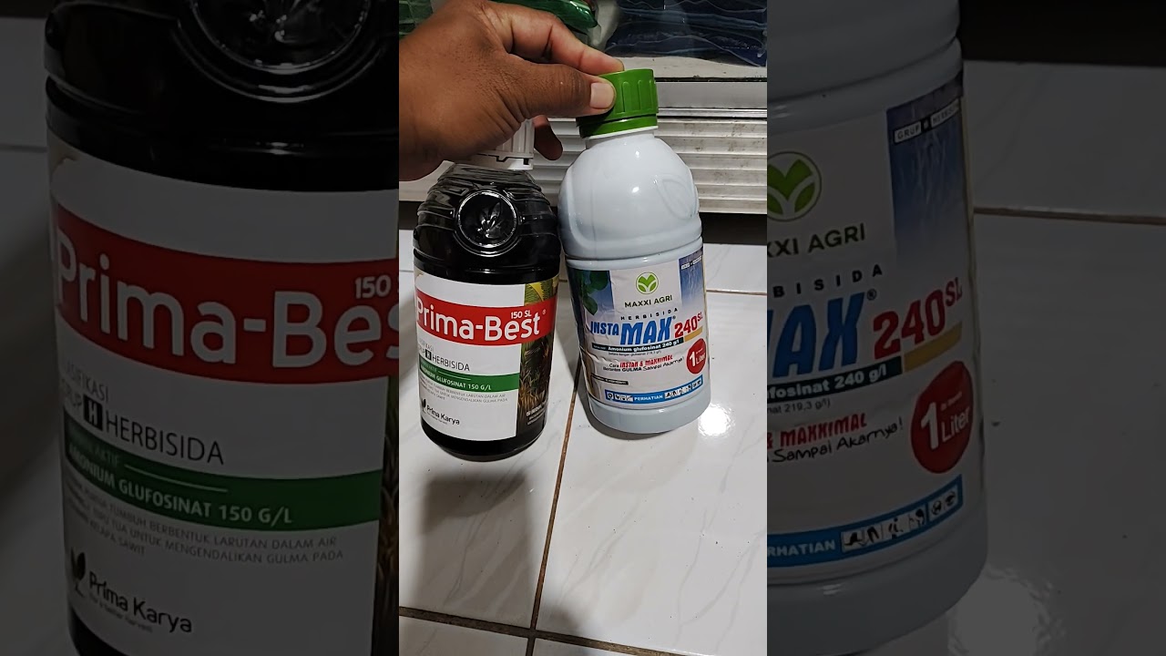 herbisida prima best dan insta max untuk mengatasi rumput lulangan yang membandel