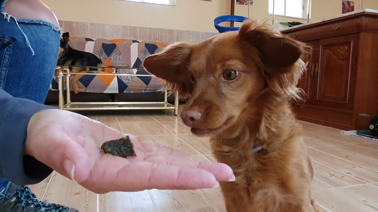 ¿CÓMO TRABAJAR AUTOCONTROL CON MI PERRO? Gestión emocional