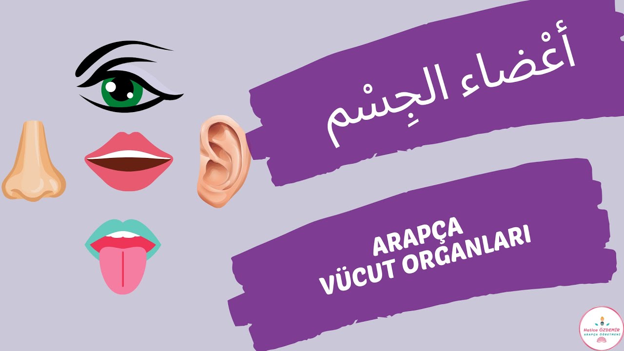 Arapça Vücut Organları | İHO 6.Sınıf | أعضاء الجسم بالعربية والتركية | Body Parts in Arabic