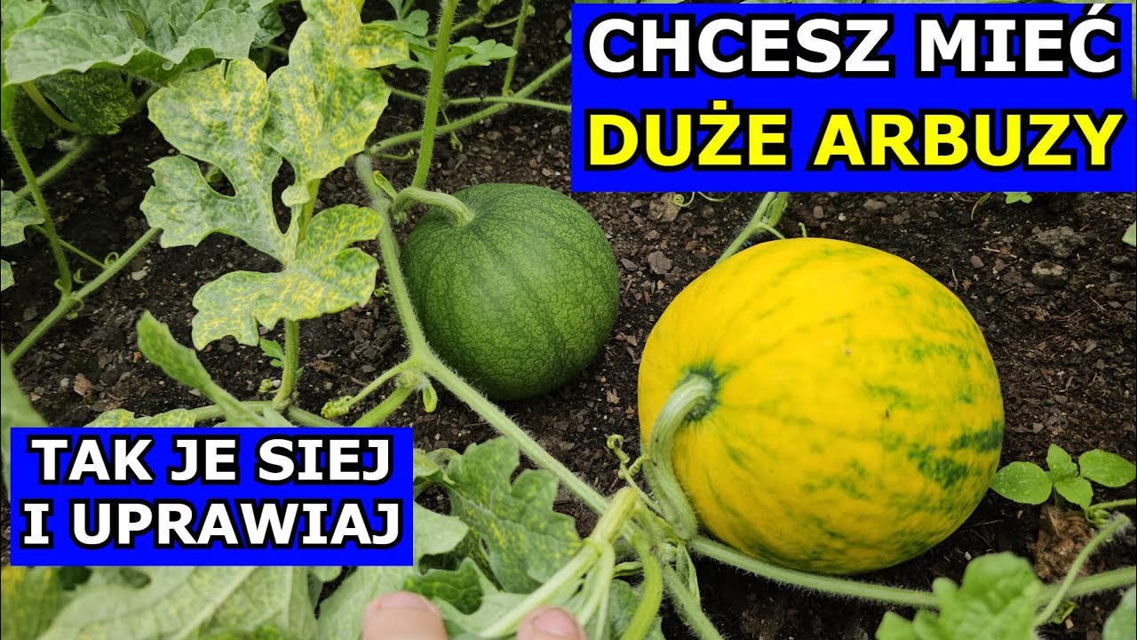 Chcesz mieć DUŻE ARBUZY tak je Uprawiaj. Siewy na Rozsadę Sadzenie Arbuza. Uprawa Arbuzów W PRAKTYCE