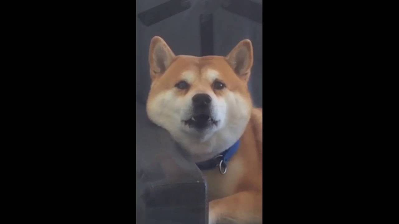 EVERY SOUND A SHIBA INU MAKES IN UNDER 2 MINUTES.. (柴犬の音 !) 😂😂