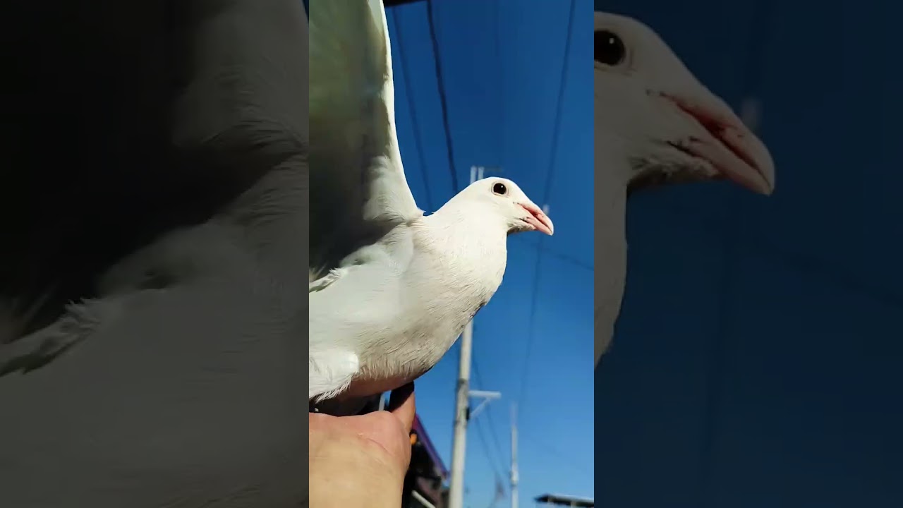 PAGAKPAK #subscribe #pigeon #kalaptids #bird #shortvideo #kalapate #birds #kalapti