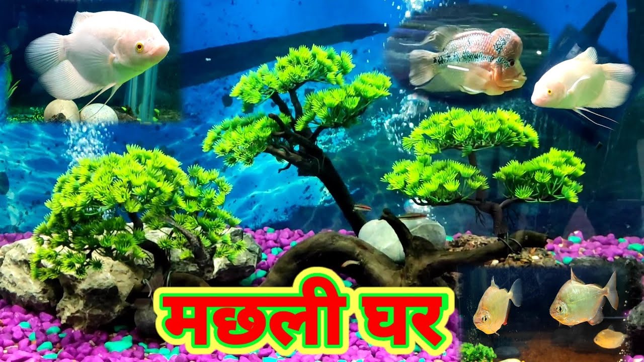 Gorakhpur chidiya ghar | Gorakhpur Zoo | Fish Video | Fish House GKP Zoo