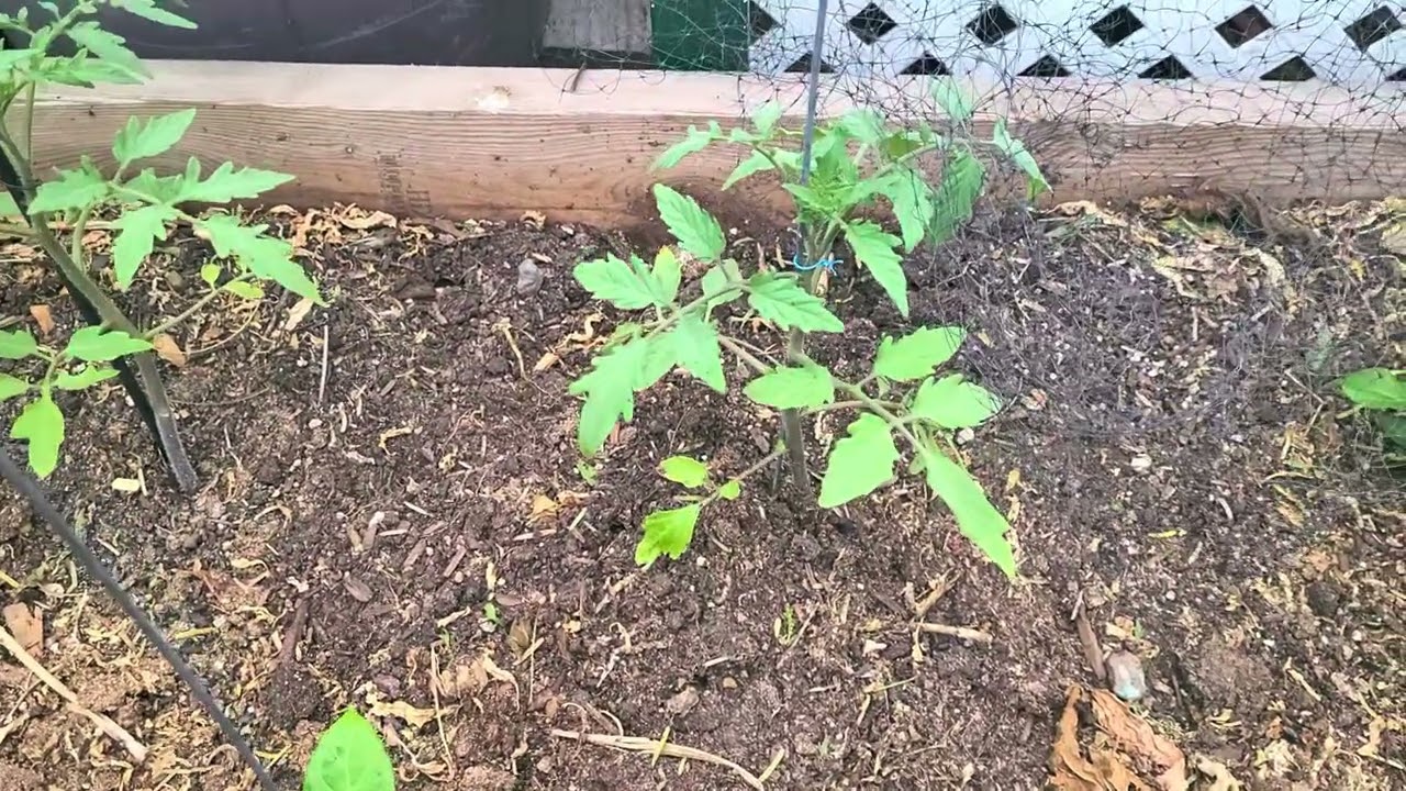 Cuidados de tomateras para mayor producción y rápidamente den producción 