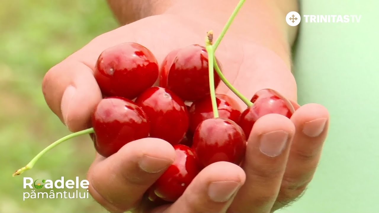 🍒 Un producător român de cireșe a reușit să transforme vânzarea fructelor într-o sărbătoare.
