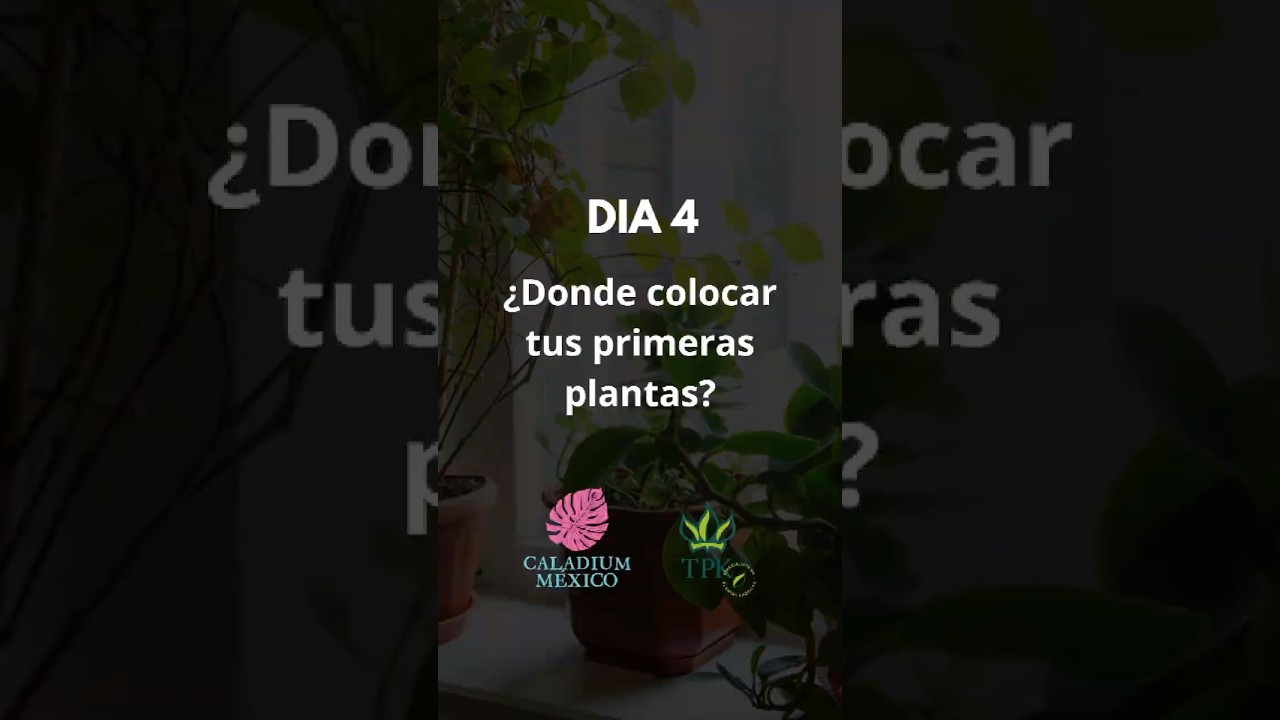 👉 &iquest;El peor lugar para tus plantas ex&oacute;ticas? Ev&iacute;talo ya &ndash; D&iacute;a 4