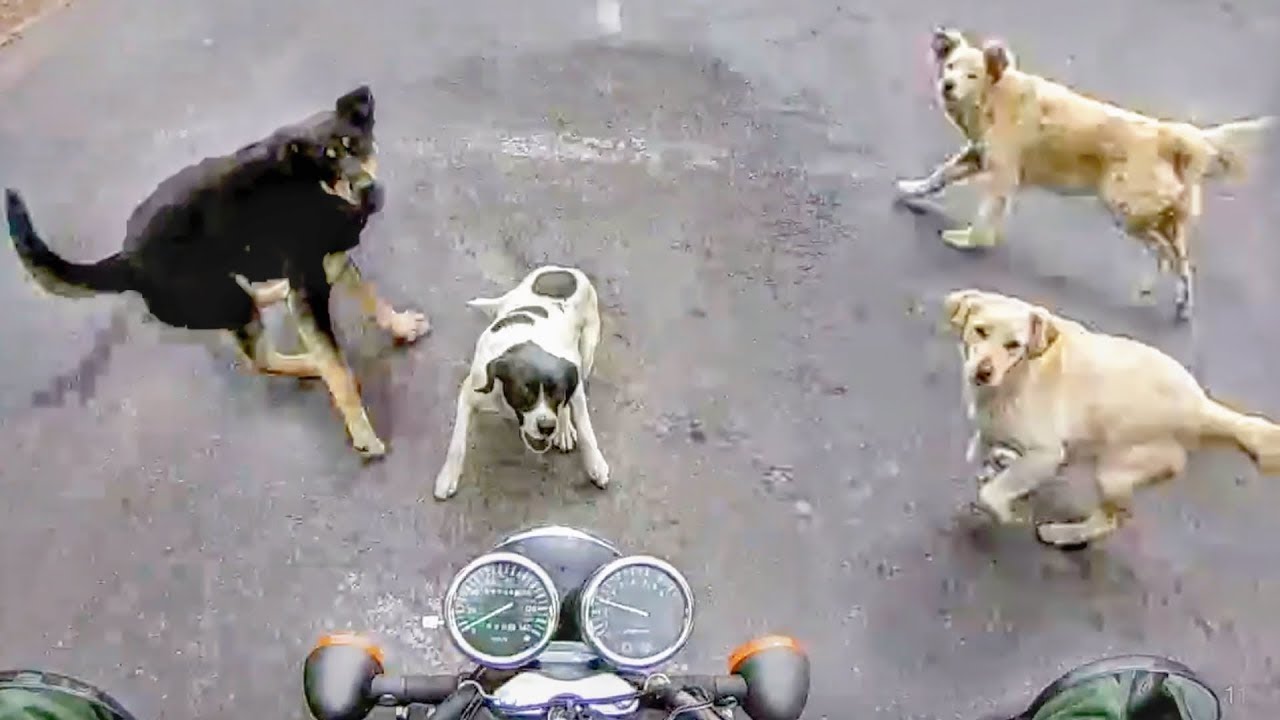 ANIMALS VS BIKERS - Bikers in Trouble!