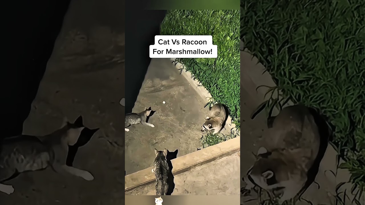 Cat bullying through the animals #funny #animallife #youtube #animals #animalhumor