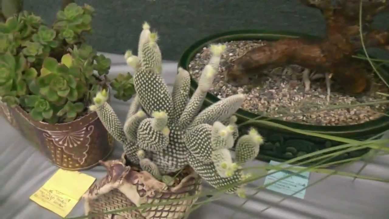 San Diego Cactus and Succulent Society Show (6/2/12) Pt.4/4