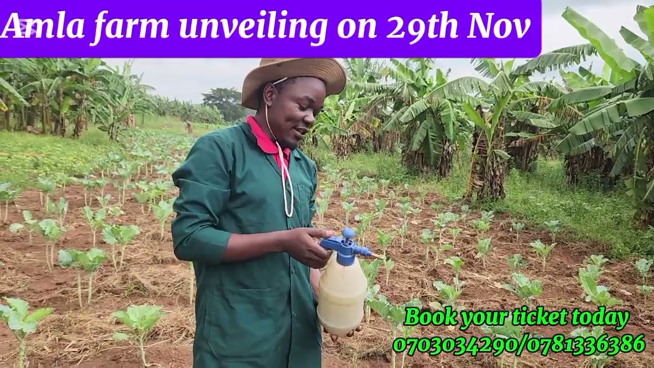 ORGANIC VEGETABLE GROWING IN AMLA FARM UNVEILING ON 29th NOV. COME AND LEARN THIS @ CR. NYANZI NOAH