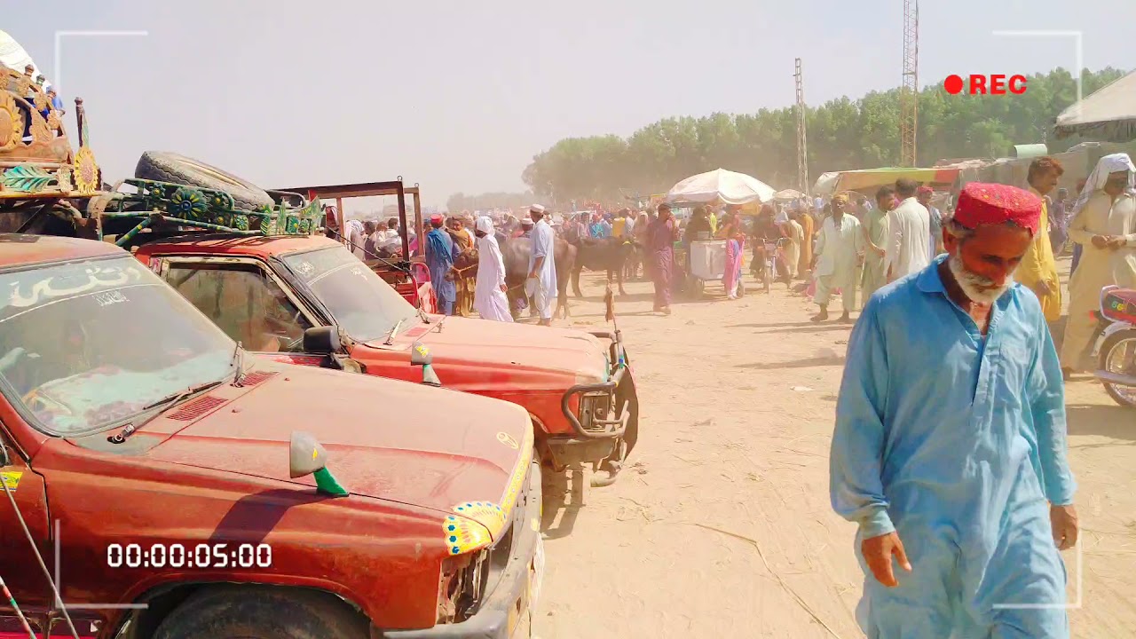 kashmore Maweshi Mandi 2021 | Imran Editor