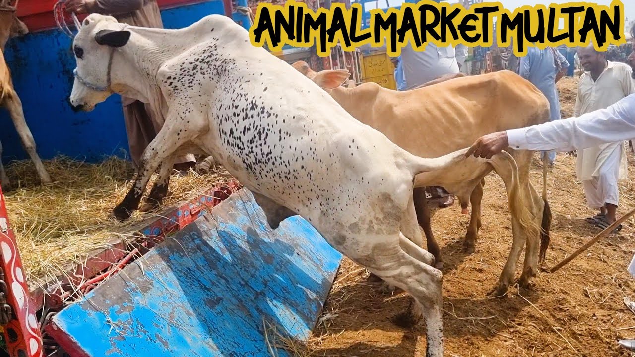 New Animal Market نٸی جانور منڈی | Purchasing full truck of animals | Multan mundi @altaftravelogue