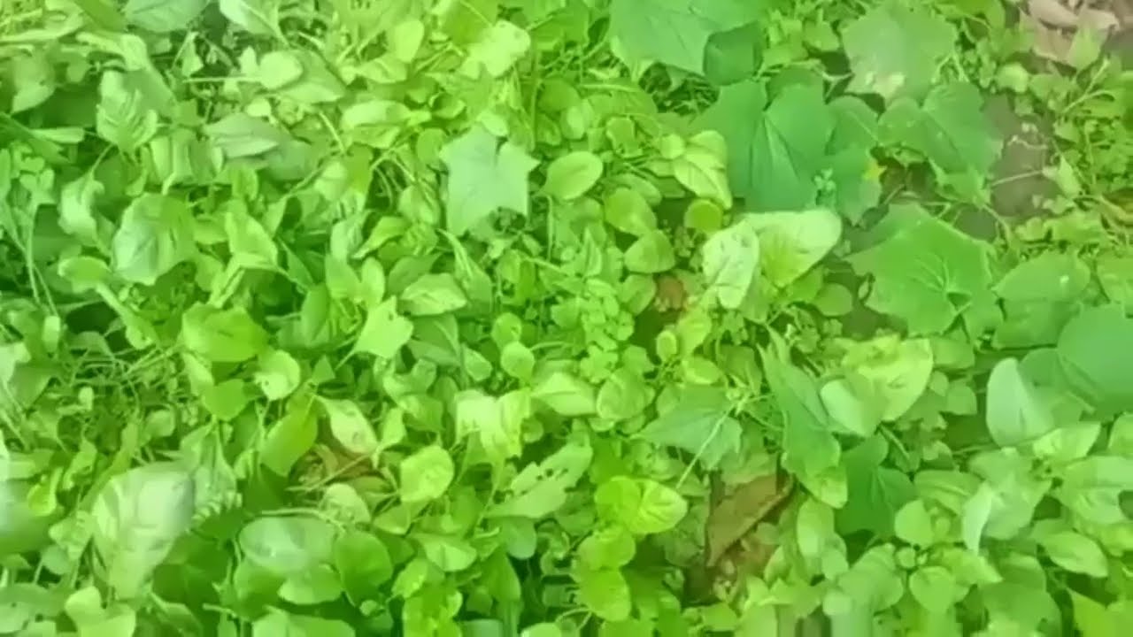 জেসিকা শবনম বাংলা নতুন চটি গল্প। new choti golpo I bangla romantic choti golpo