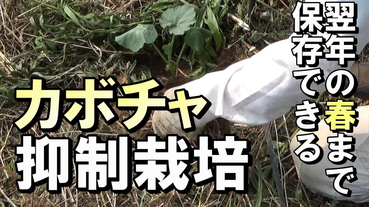 【自然農】翌年の春まで保存できる「かぼちゃ」抑制栽培　2021年6月25日【natural farming】