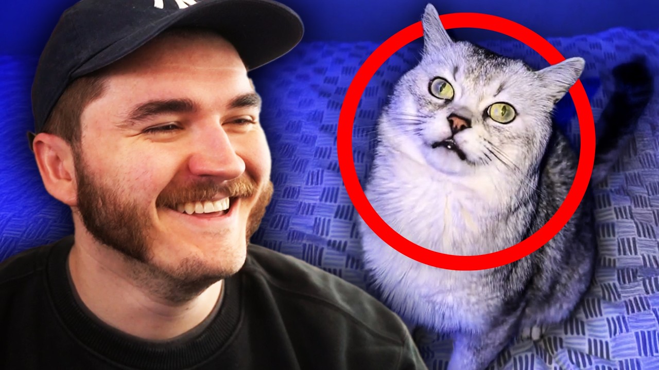 funny cats