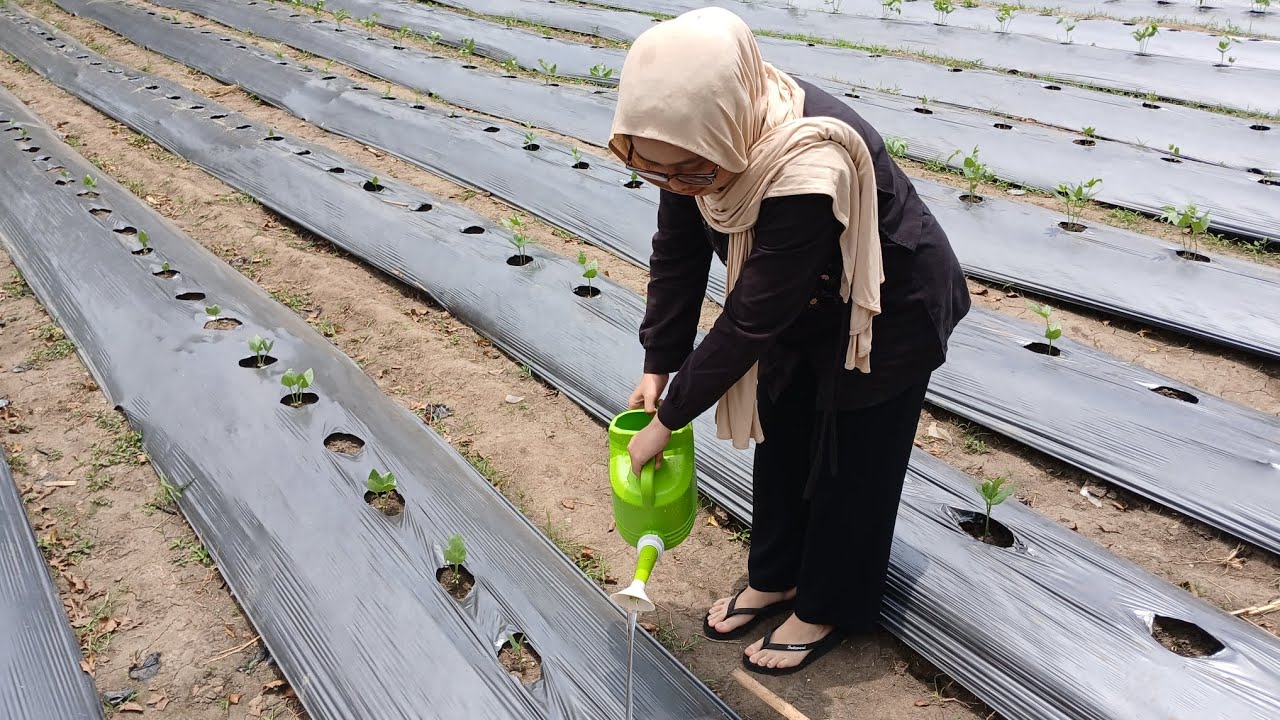 PRAKTIK LAPANGAN MINGGU KE 4 - TARISA ISLAMI PUTRI - 05011382328151 - KACANG TUNGGAK 