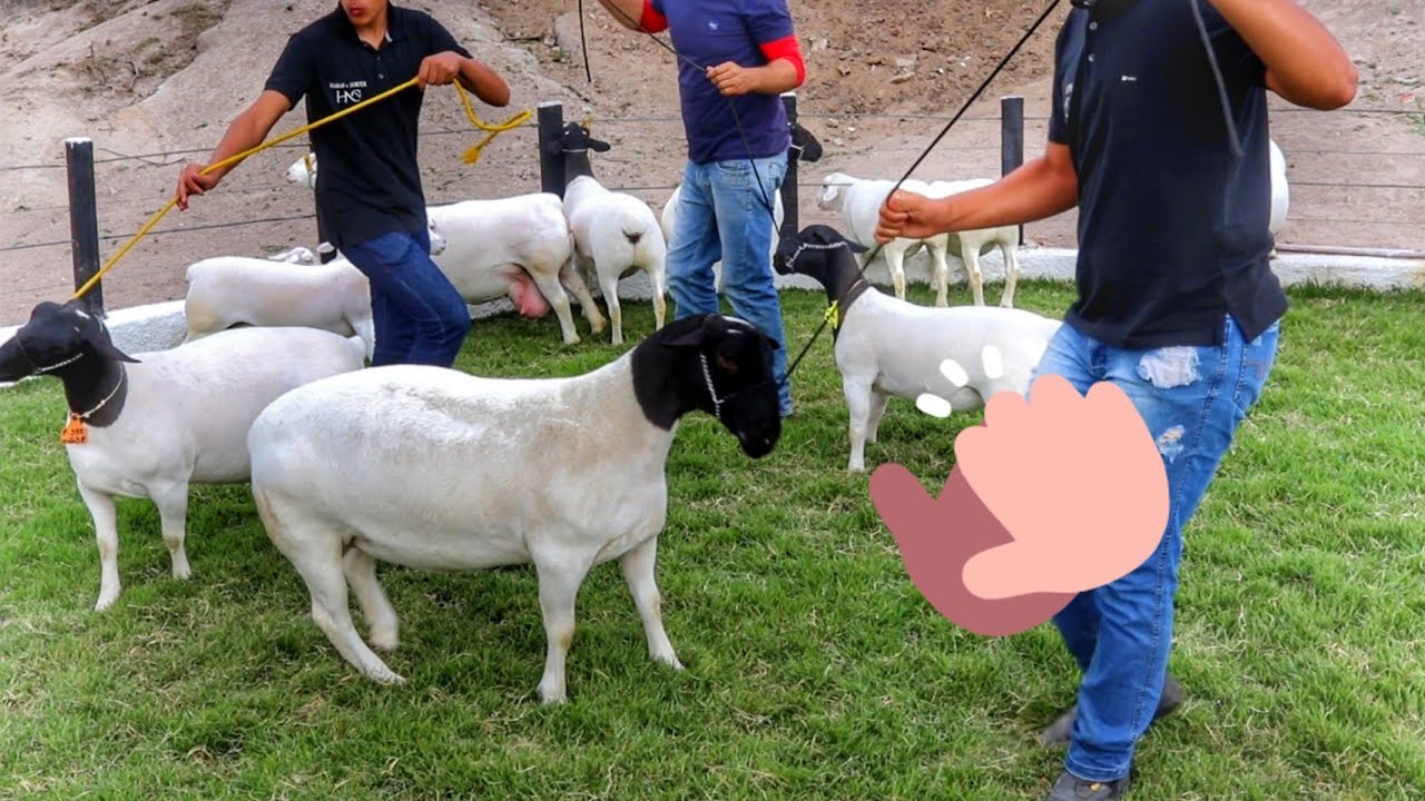 CRIAÇÃO RAÇA DE OVINO CAMPEÃ NO HARAS DORPER HNC EM CARUARU PE!!