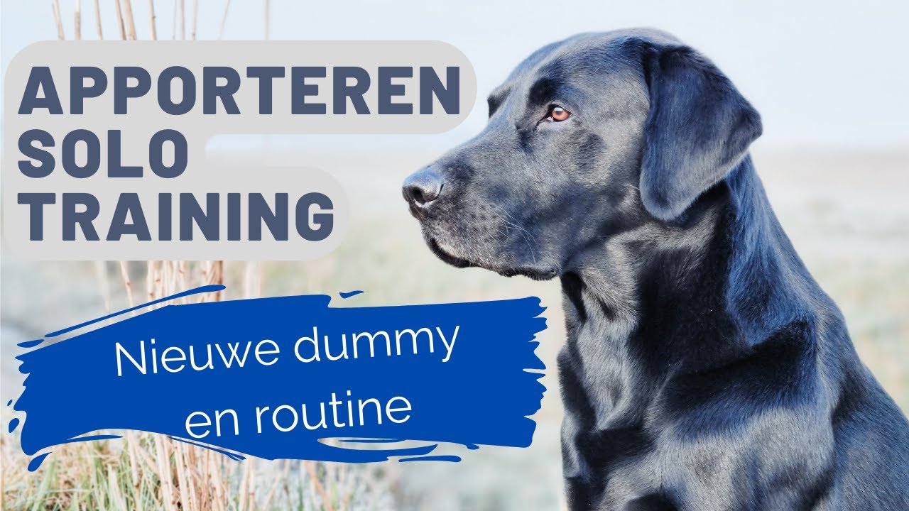 Nieuwe dummy apporteren | Stopfluit | de kracht van routine en hoe de hond op mijn lichaamstaal let