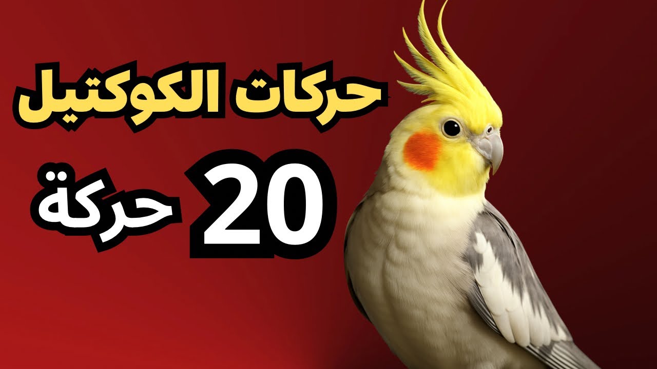 لغة طائر الكوكتيل: أخطر 20 حركة تكشف لك ما يفكر به! | دليل شامل لفهم سلوك الكوكتيل