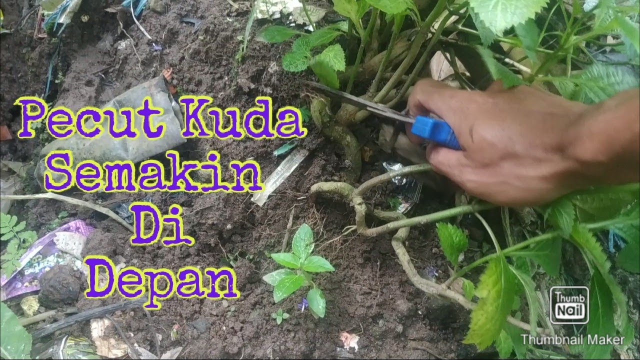 Dongkel Pecut Kuda Motif Meringkel - Meringkel