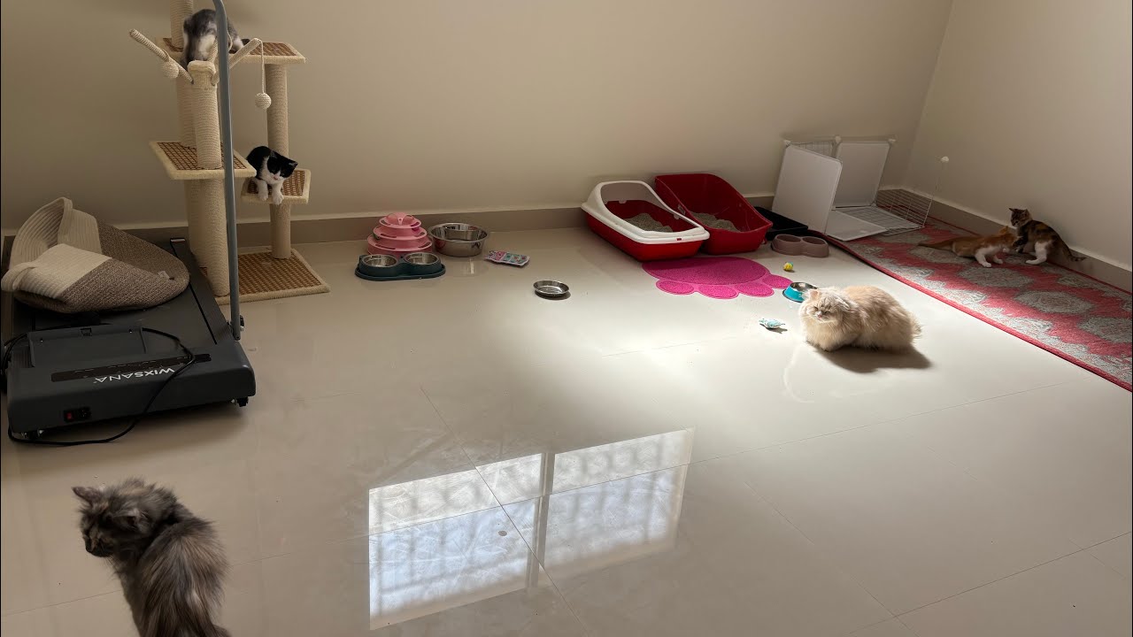 أنا ااكل القطاوه والعبهم و هم يستمتعون 😊😆😺🐱🐈‍⬛🐈
