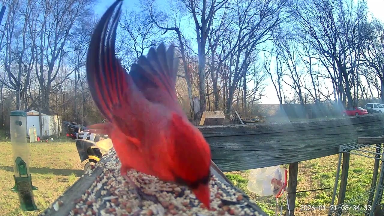 Birds ASMR LONG 01/21/2026 the rest of the 21st. 