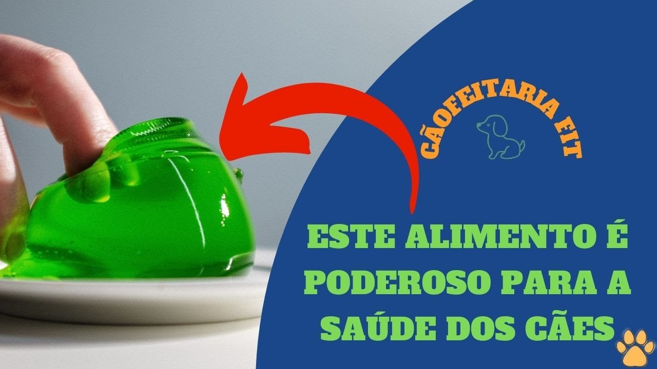Gelatina para cachorro - Conheça seus benefícios e como usá-la | Cãofeitaria Fit