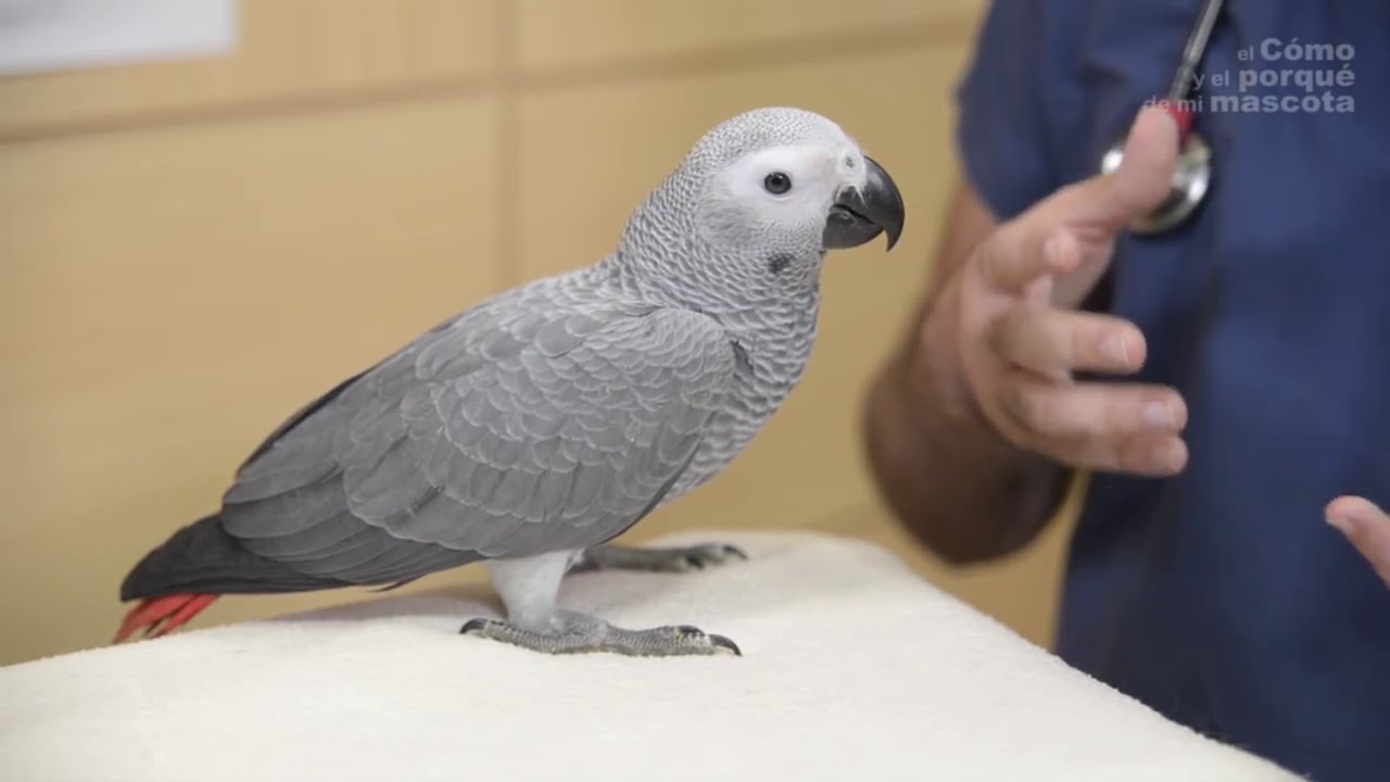 PTAKI – Żako (Psittacus erithacus)