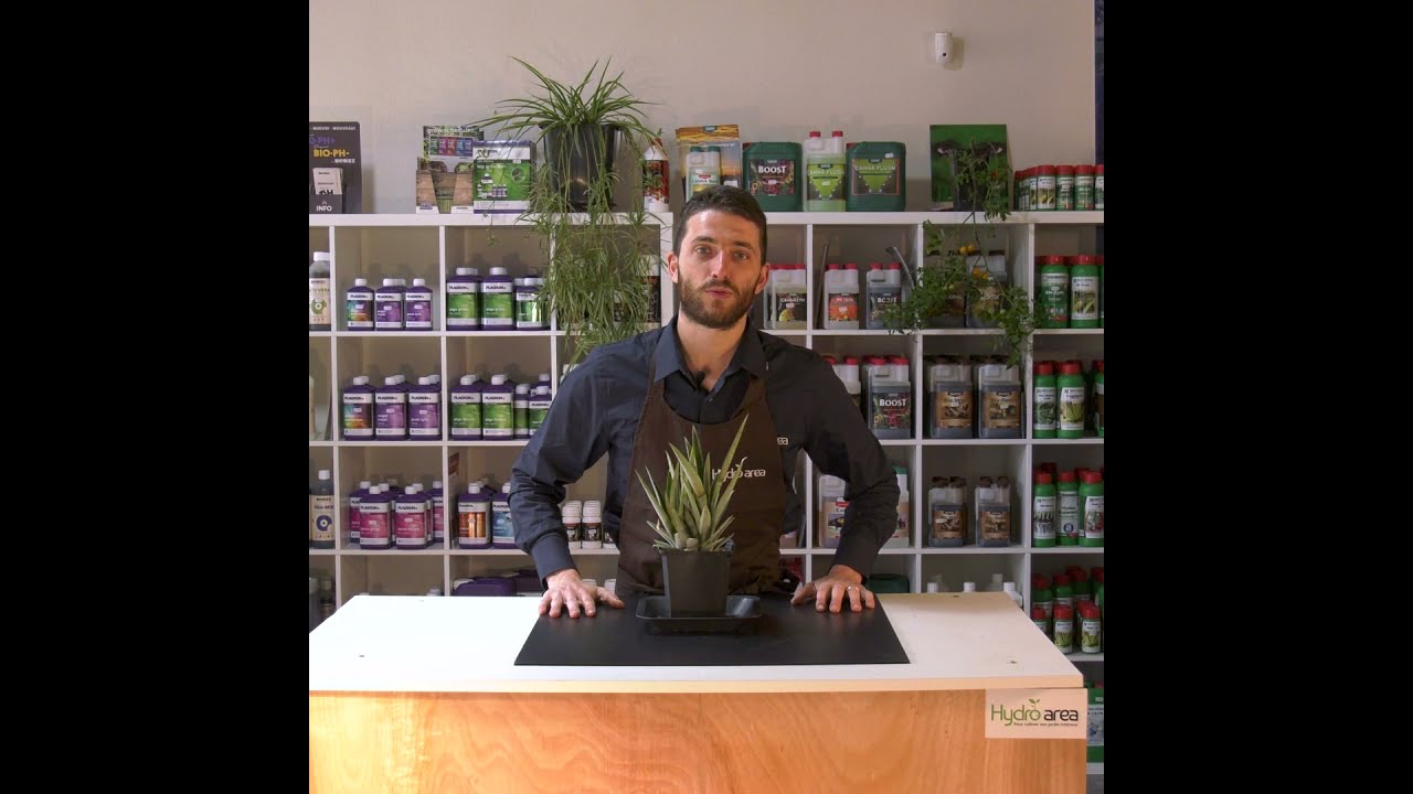 Tuto Hydro Area : L'Ananas Maison