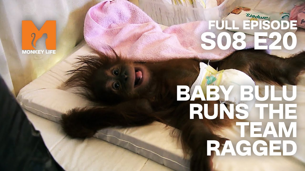 Bulu Runs The Team Ragged | Season 8 Episode 20 | Full Episode | Monkey Life