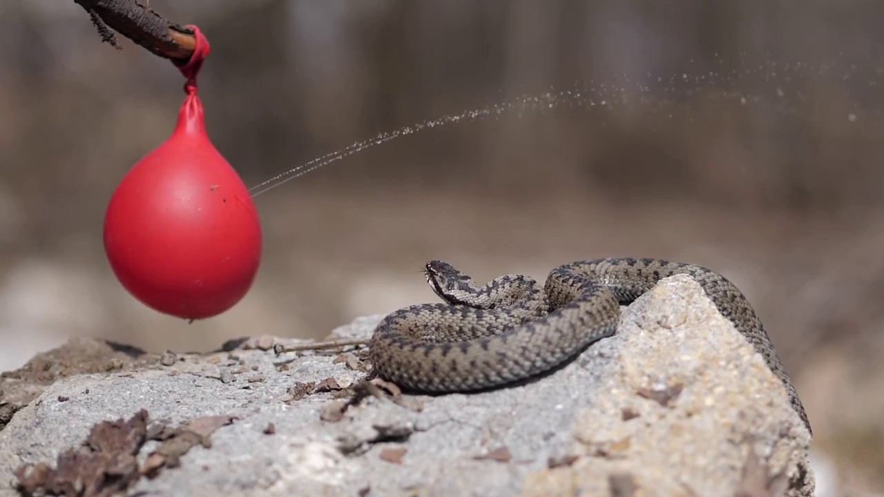 vipera berus slow mo