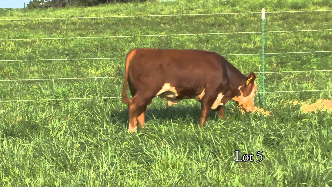 Journagan: Lot 5