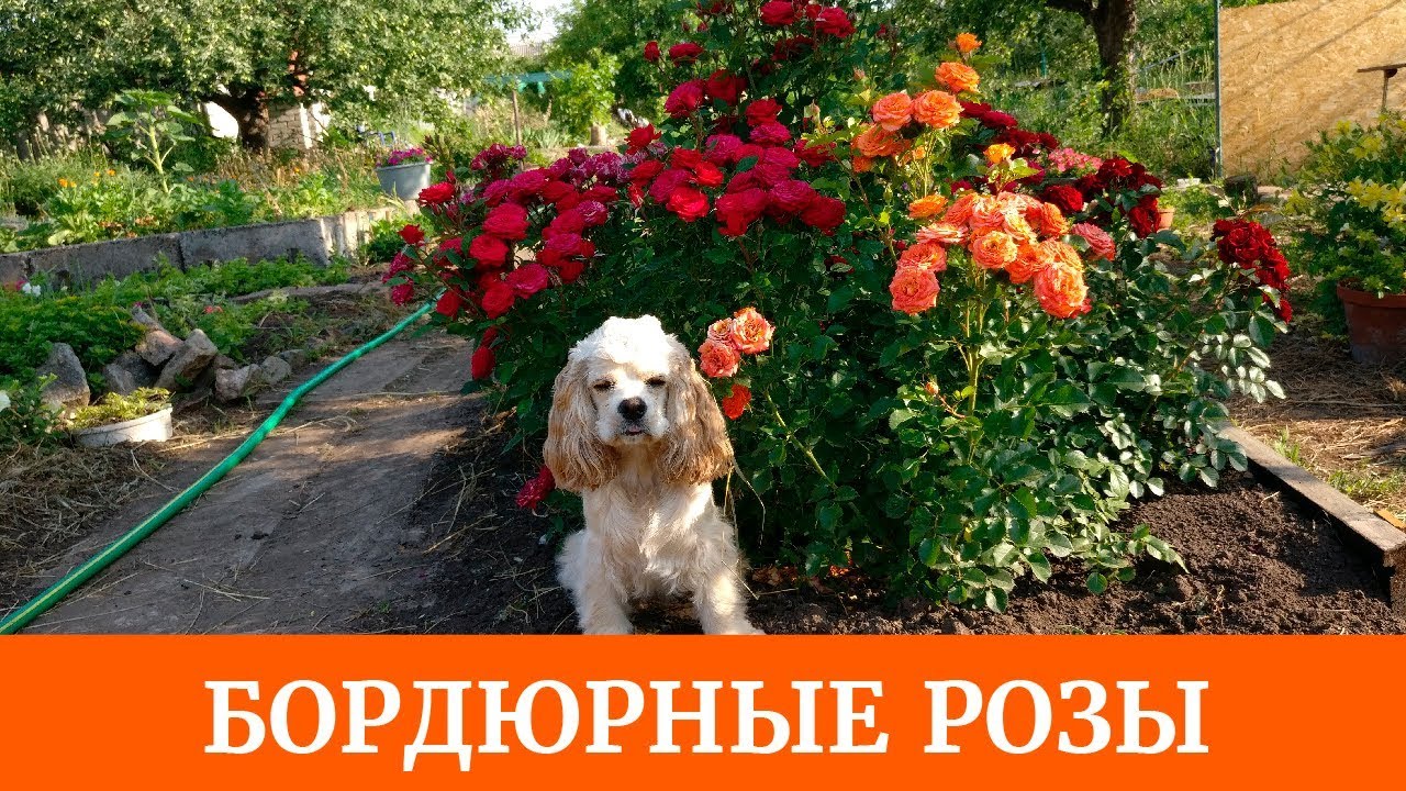 Бордюрные розы. Как вырастить? Очень красивые и неприхотливые