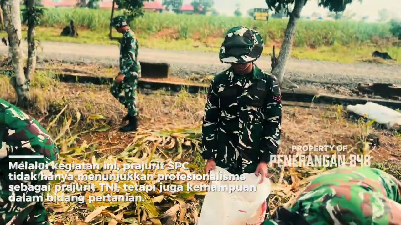 PANEN JAGUNG 