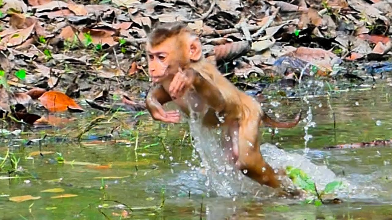 Wow surprise First time to see Leo happy swim and play in water like this