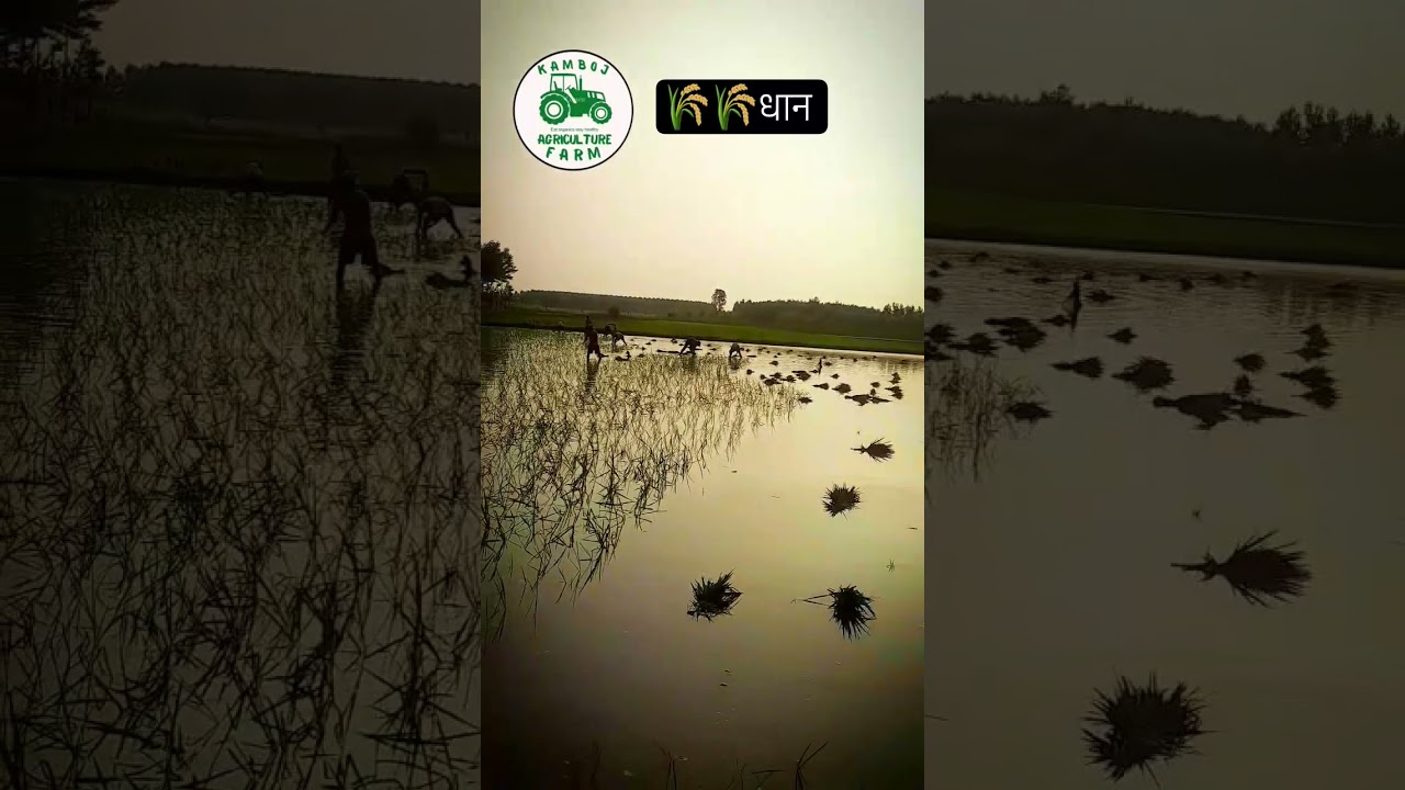 #dhaankikheti #desiviilagelifetstyle #farming #trendingshorts #viralvideo