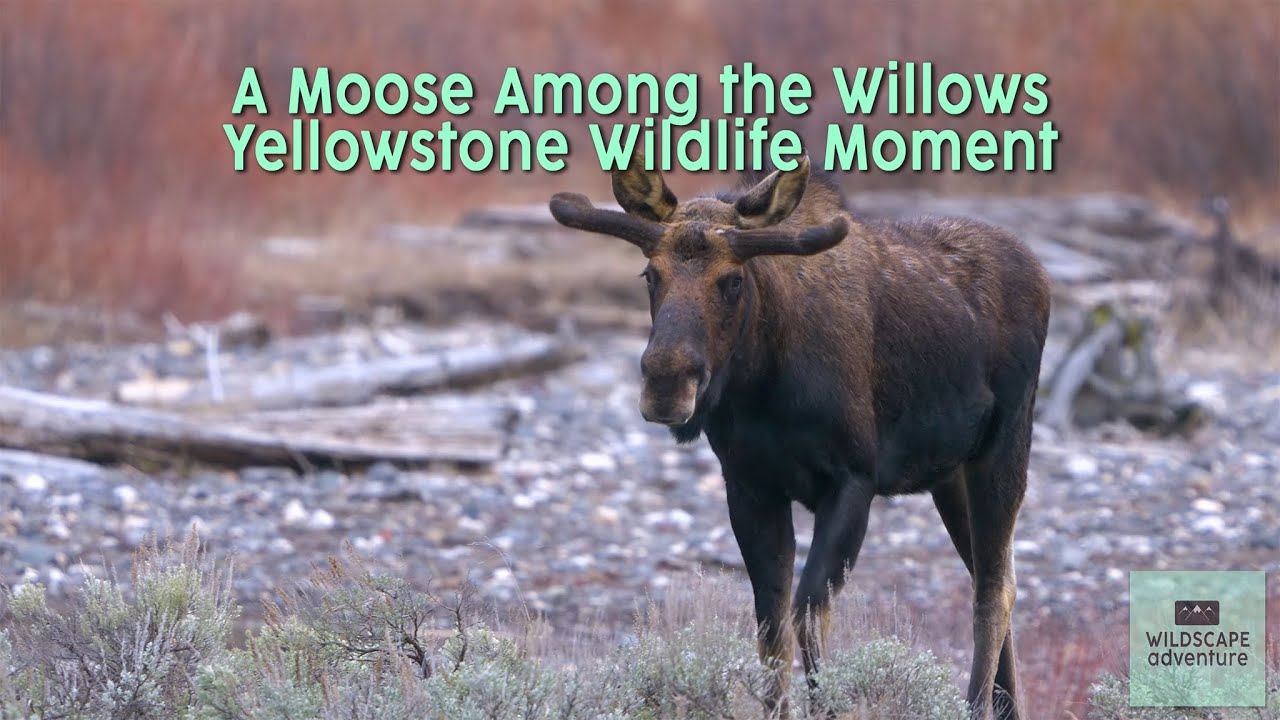 A Moose Among the Willows | Yellowstone National Park Wildlife Moment
