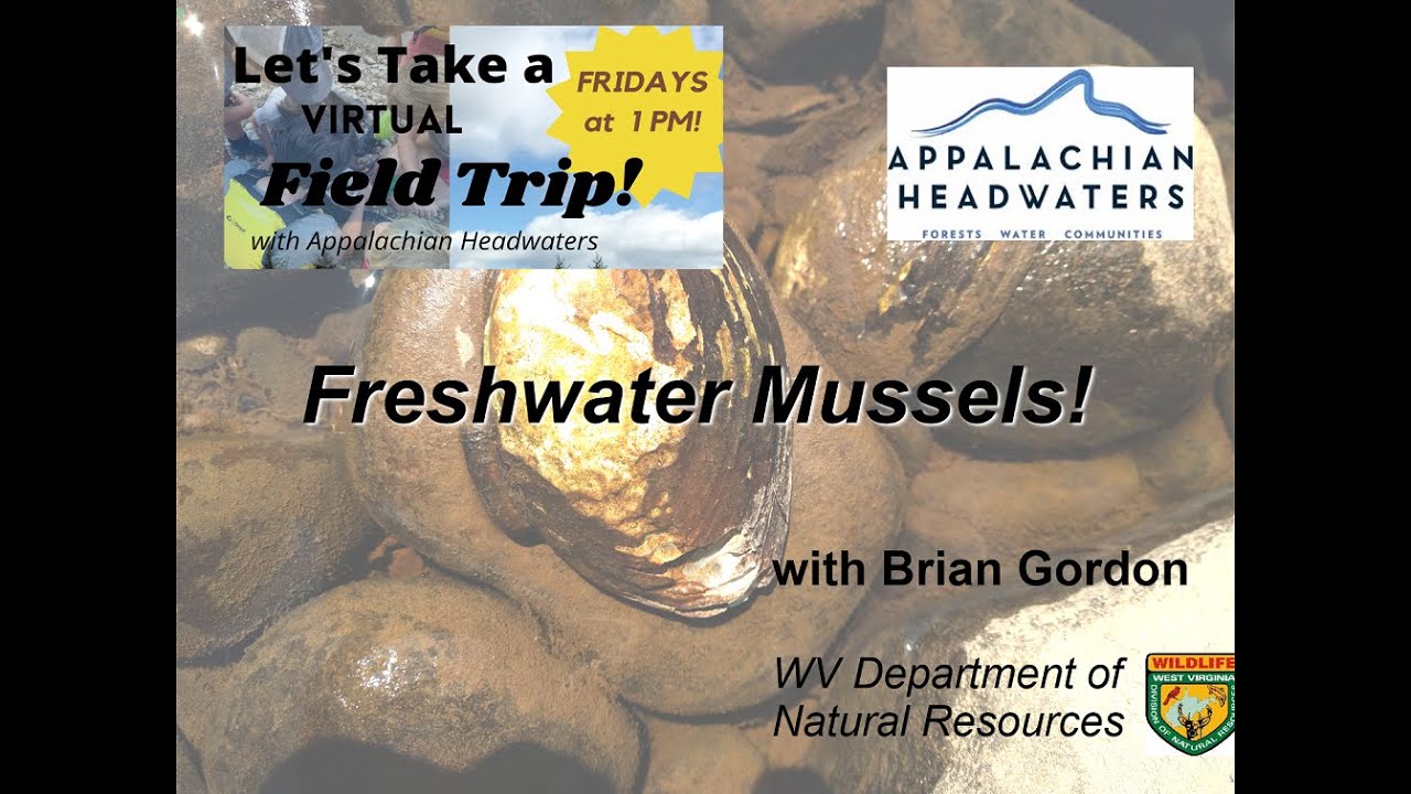 Freshwater Mussels with Brian Gordon of WV DNR
