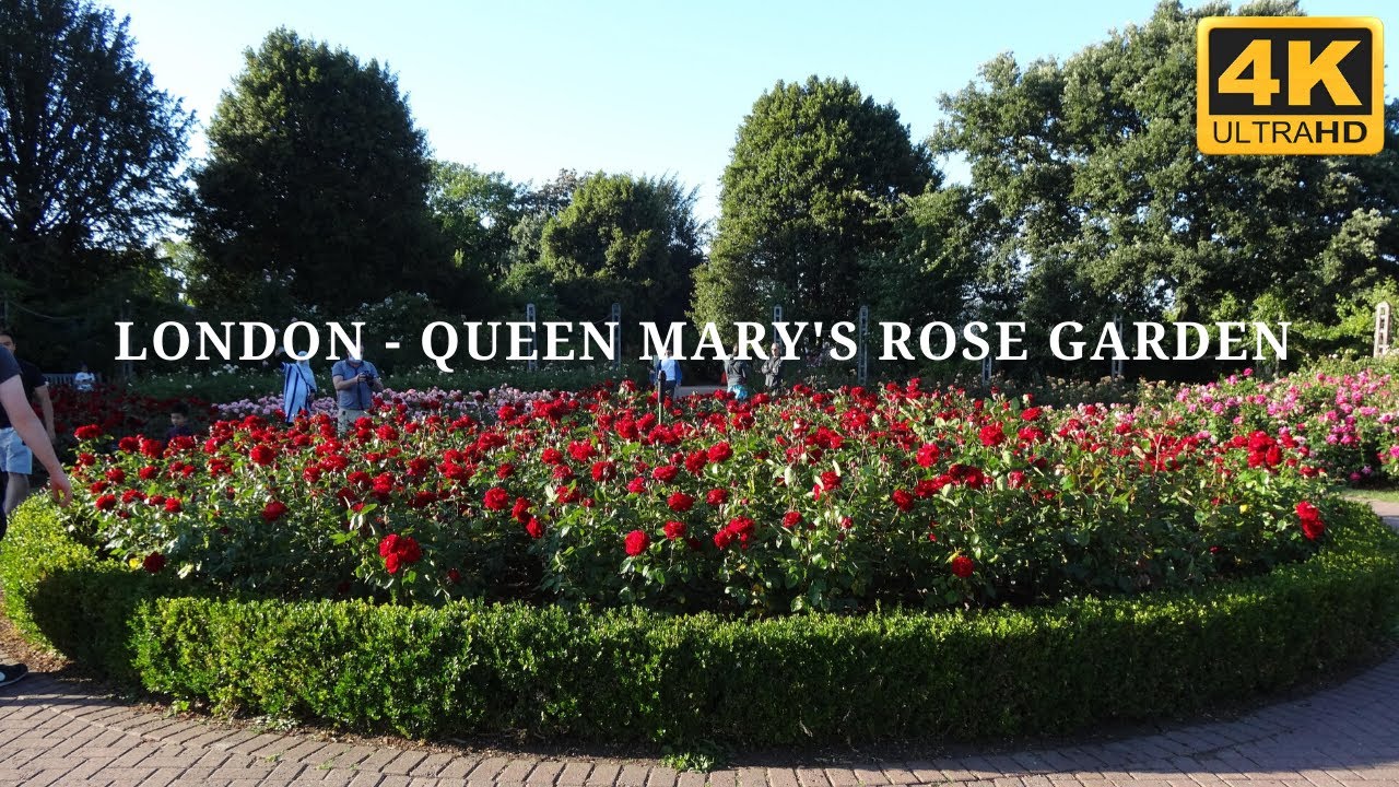 LONDON - QUEEN MARY'S ROSE GARDEN IN REGENT PARK 4K UHD