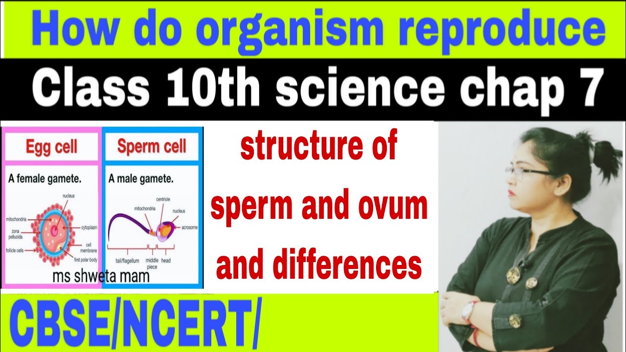 Structure of sperm n ovum and differences 