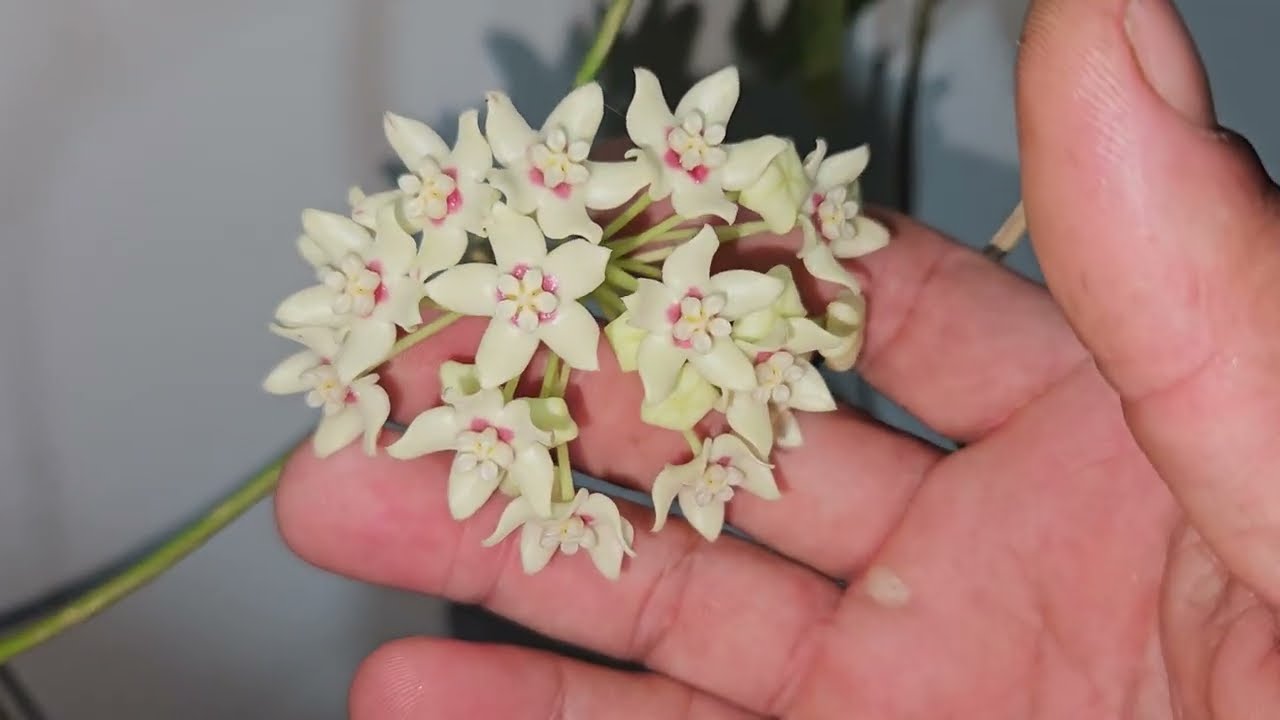 Fases do Desenvolvimento da Flor de Cera Hoya australis
