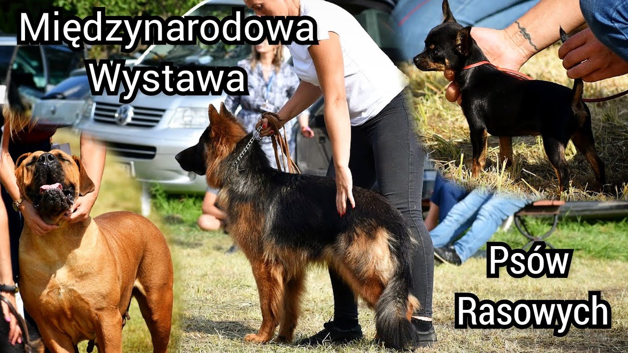 MIĘDZYNARODOWA WYSTAWA Ps&oacute;w Rasowych w Zbrosławicach | Kynologia Polska 8.08.2021