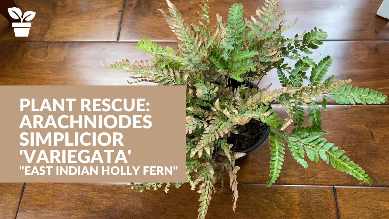 Plant Rescue: Arachniodes simplicior 